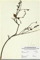 藏品(日本女貞)的圖片